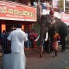 Fotos Kerala Nov-Dez 2011 teil 2 420.jpg